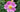 Wild Rose, Alchemy, All That Is.