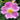 Wild Rose, Alchemy, All That Is.