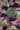 Botanical Incense - A Sacred and Rich Ceremonial Incense by Amaru Aromatherapy